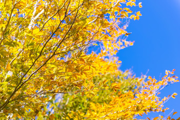 Autumn leaves against the sky background