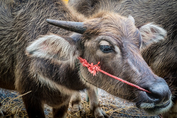Fototapeta premium Closeup image of Buffalo