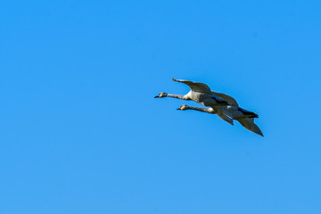 Trumpeter Swans in flight over Skagit Valley, WA