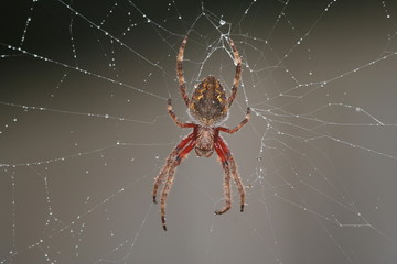 Garden Orb Weaver Spider - Eriophora Transmarina