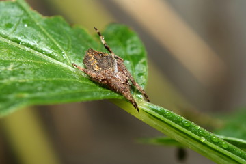 Garden Orb Weaver Spider - Eriophora Transmarina - Australia
