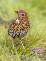 Song Thrush looking with one eye with green grass background