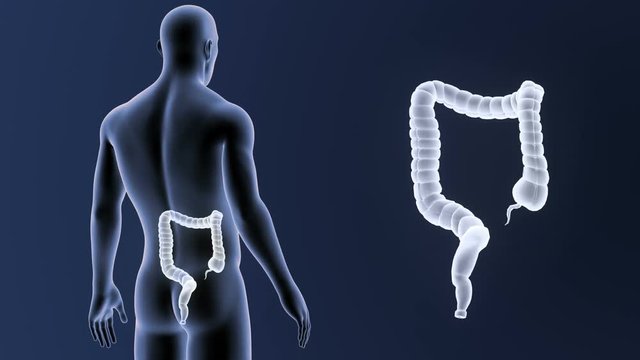 Large Intestine zoom with Body