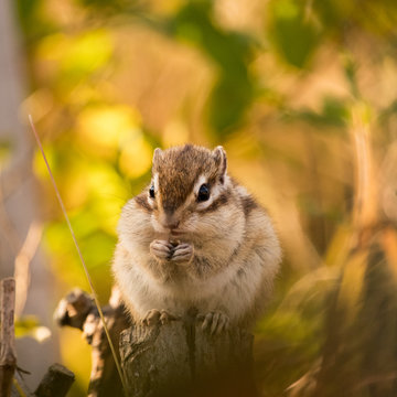  Chipmunk