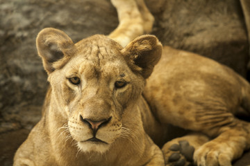 Female lion / This photo was taken in a zoo