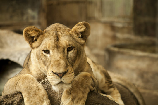 Female lion / This photo was taken in a zoo