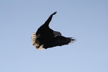 Eagles