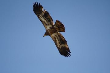 Eagles