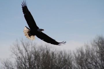 Eagle