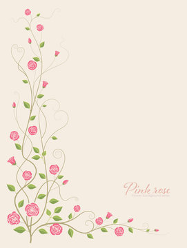 Pink rose flower illustration