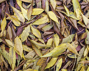 Carpet of red leaves in autumn