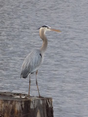 Cranes