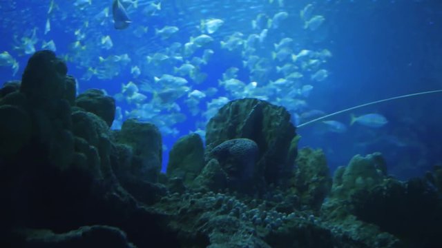 Sting ray swimming in aquarium