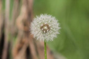 Fototapeta premium Dandelion