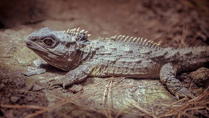 Sunbathing Tuatara vintage toning