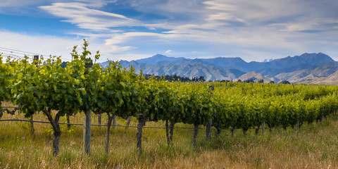 new zealand organic vineyard Marlborough area