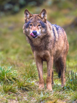 Fototapeta Wolf frontal in a forest