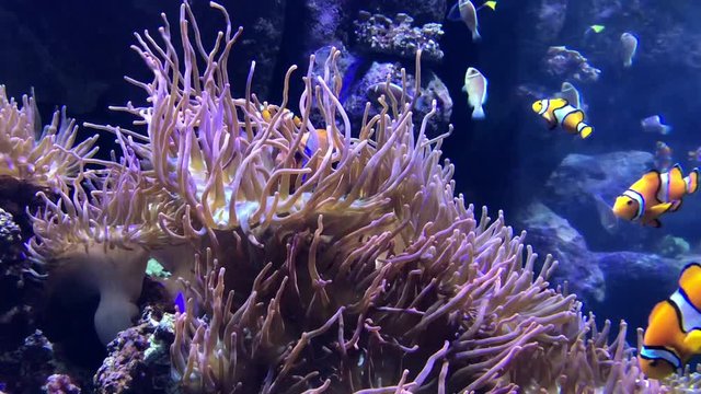 4K HD Video of many clownfish, or anemonefish,  and blue tang swimming around a coral reef. Thirty species of clownfish are recognized. Paracanthurus hepatus is a species of Indo Pacific surgeonfish.