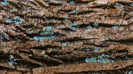 wood tree texture