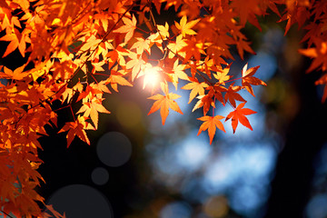 Beautiful maple pattern background during in Autumn.