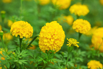 The beauty of marigolds with nature.