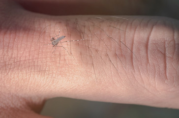 Close-up Mosquito bites that eat blood o the fingers of men cause disease spread.