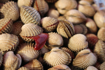 close up cockle background