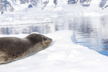 wild animal lies on icy beach in antarctic