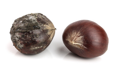 Fototapeta premium Fresh and moldy chestnuts isolated on a white background