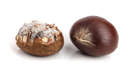 Fresh and moldy chestnuts isolated on a white background