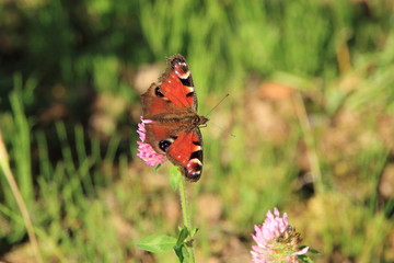 Wild flowers and butterflies