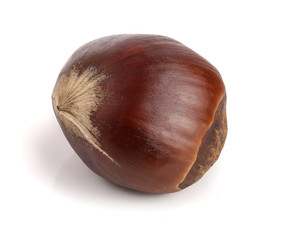 fresh edible chestnut isolated on white background