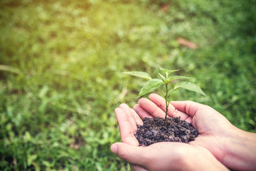 Hands holding soil and small tree to glow with green grass background