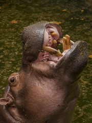 A close up of a hippopotamus with large teeth opening its mouth wide. Dusit Zoo, Bangkok, Thailand