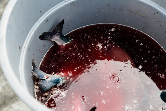 Fish