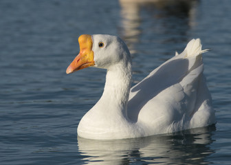 White Chinese Goose