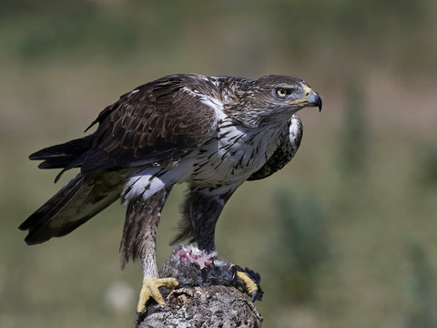 Bonellis eagle (Aquila fasciata)