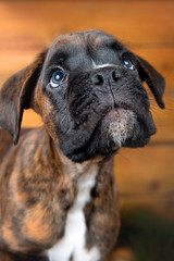 A boxer puppy's funny looking up on the background of wooden texture close-up