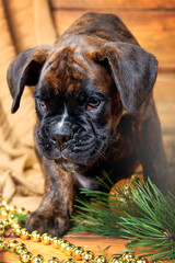 The puppy boxer is a guard watching in the new year interiors between the pine branch and Christmas balls