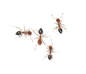 ants on white background