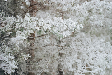 Closeup on evergreen bushes of pine tree under snow