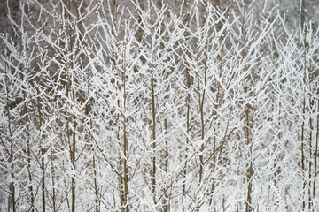 Bush branches covered with fresh fluffy snow