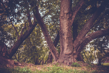 Fototapeta na wymiar Green Crooked Trees in the Park Retro