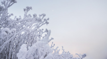 Winter beautiful landscape with heavy frost and fog.
