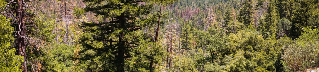 Fototapeta na wymiar Mountain forests in the Yosemite Valley, California