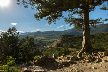 Old pine on top of the mountain of Crimean peninsula