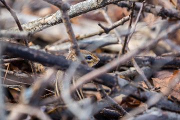 Chipmunk Hiding