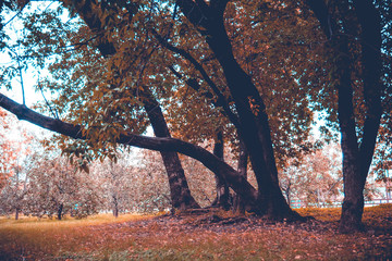 Green Crooked Trees in the Park Retro