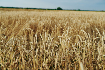 Field, wheat, summer, sky, sun, harvest, horizon