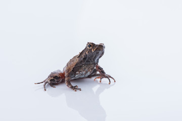 Xenophrys parva (Boulenger, 1893) : frog on white background. Amphibian of Thailand